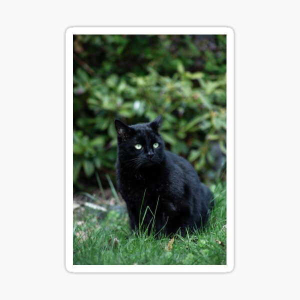 Der süße Katzenfreund Sticker