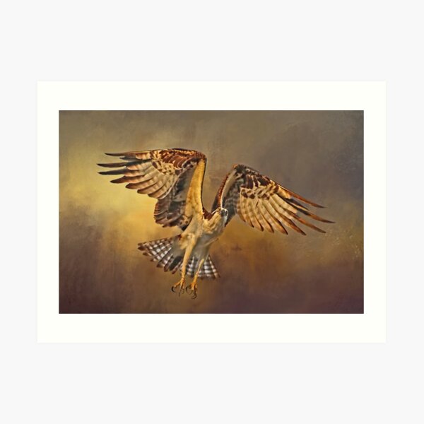 Osprey - Fish Hawk John James Audubon Art Print for Sale by Lowtech