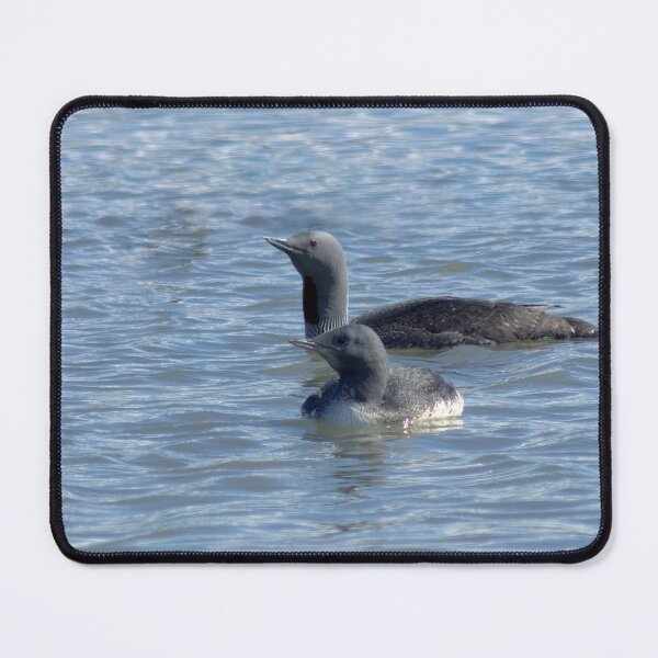 Item preview, Red-throat loons designed and sold by Vidarleikur.