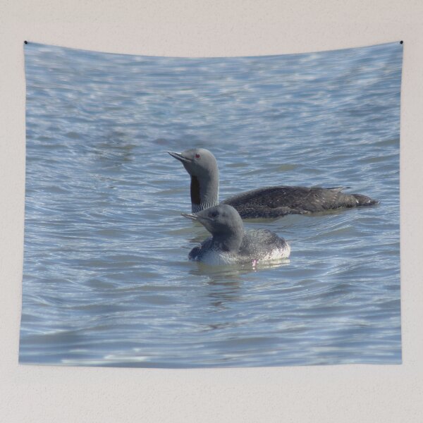 Item preview, Red-throat loons designed and sold by Vidarleikur.