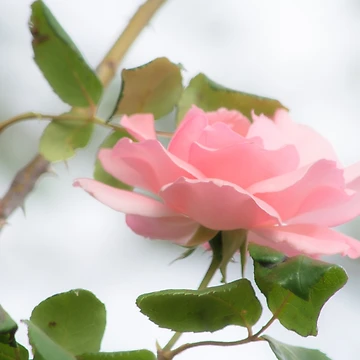 Artwork thumbnail, PINK ROSE by Sandra Aguirre