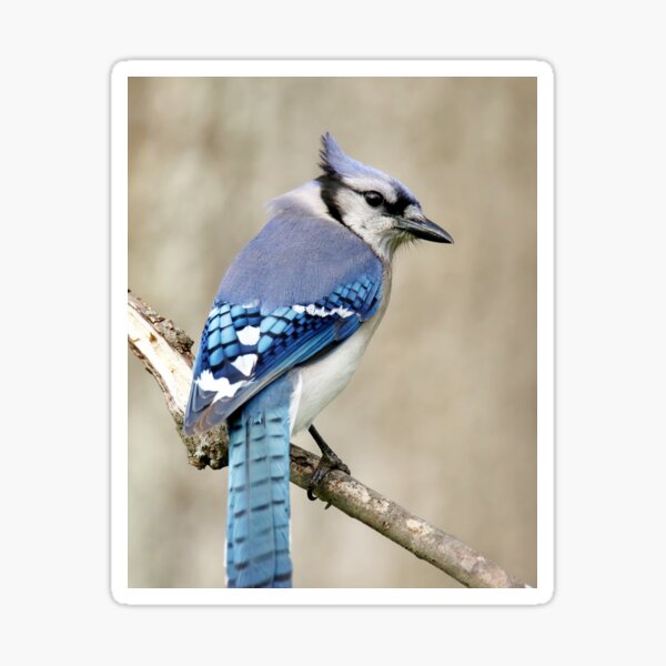 "Portrait of a Blue Jay" Sticker for Sale by BirdsnStuff Redbubble