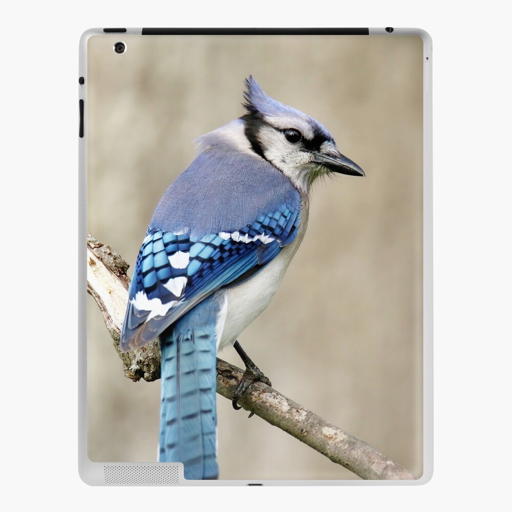 Blue Jay Sketch | iPad Case & Skin