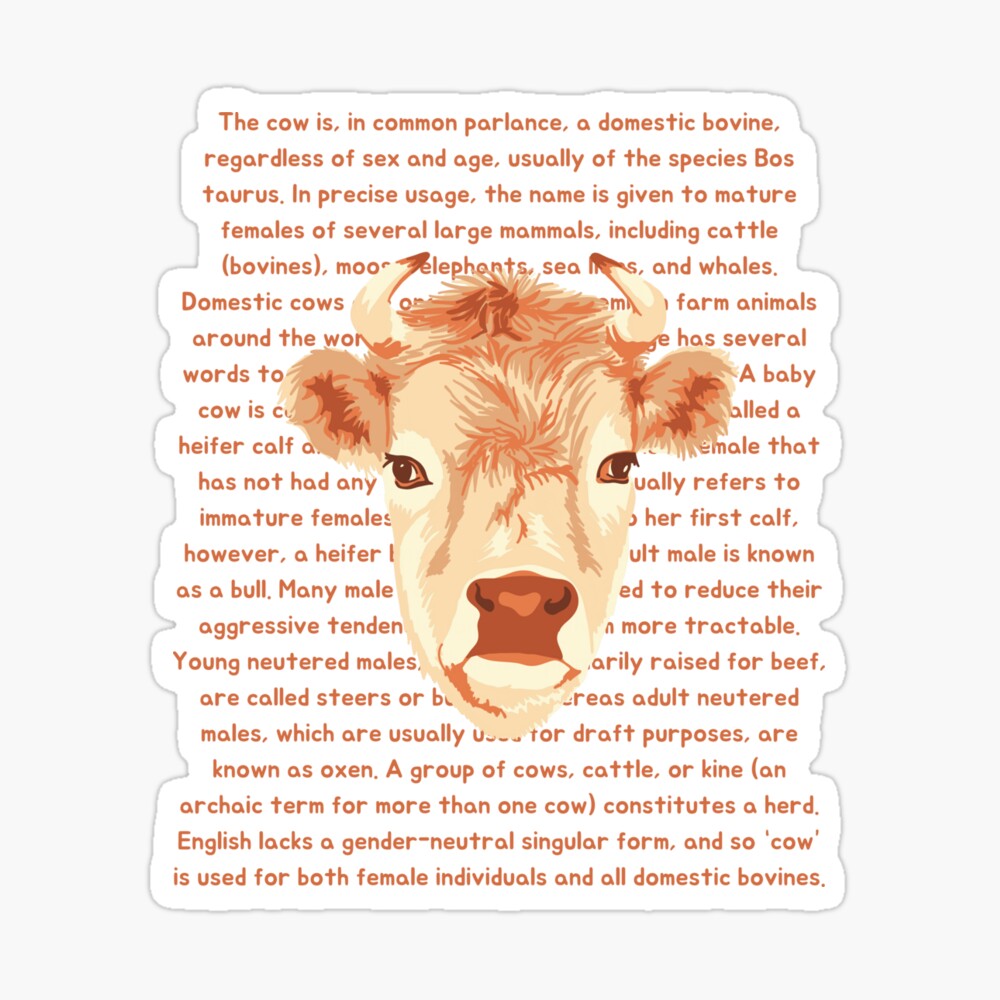 Cow Portrait and Information