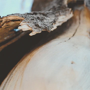 Artwork thumbnail, Tree by teacup21