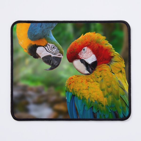 Item preview, Blue and Green Macaw and Scarlet Macaw cheeky couple. Beautiful Clever, Cheeky and Colorful Birds. Ara araraunas and Ara macao designed and sold by Orianah.