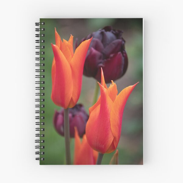 Item preview, Orange and Purple Tulips designed and sold by neonlightphoto.