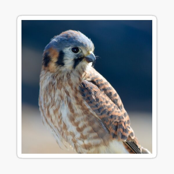 Handsome Kestrel in Profile Sticker