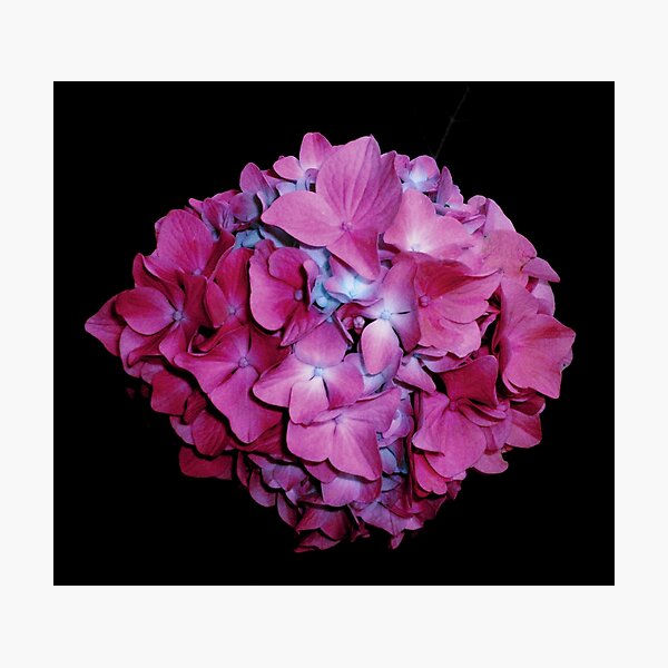 Lámina fotográfica «Romántica hortensia azul-verde azulado bígaro, foto  floral púrpura, rosas púrpuras | hortensia muy bígaro bígaro» de  hollycooper | Redbubble