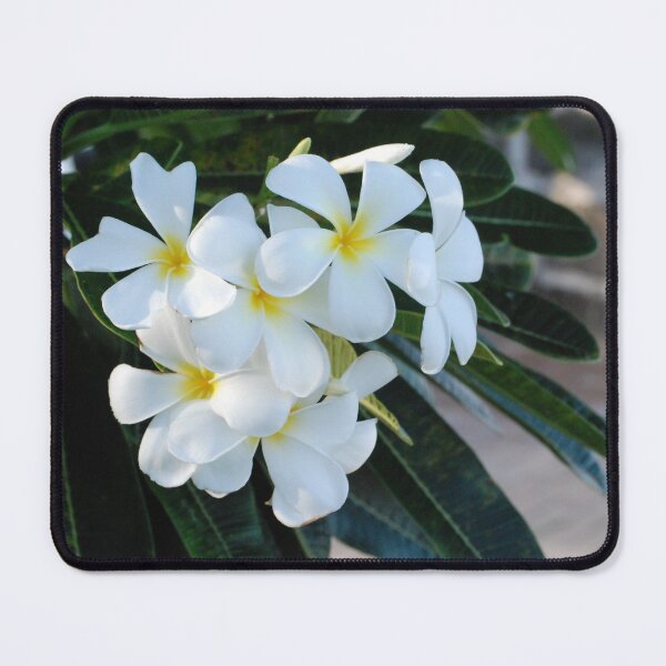 Item preview, Frangipani or Yellow and White Flower Barbados Spring    designed and sold by zwrr16.