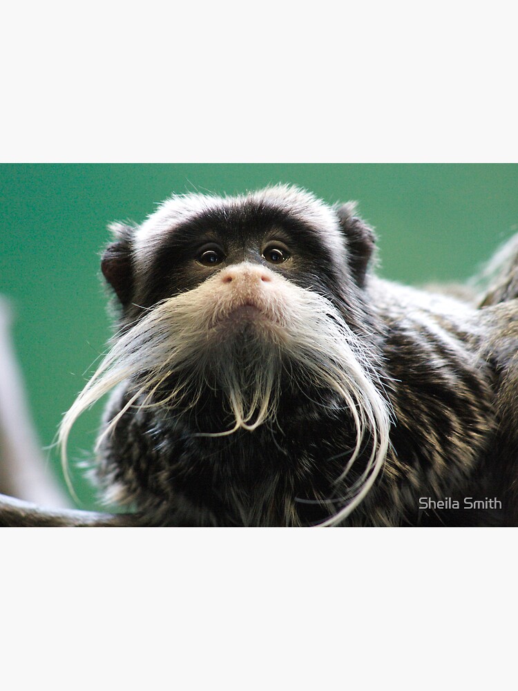 Emperor tamarin for store sale