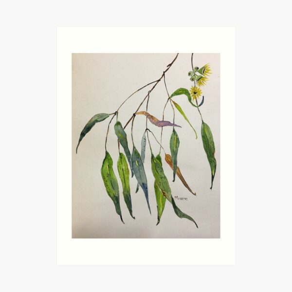 Gum leaves - Botanical illustration Art Print