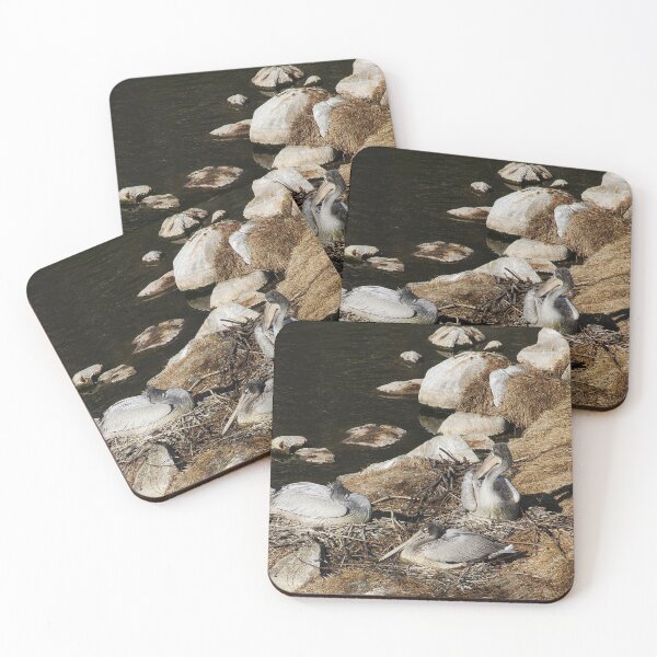 Item preview, California Pelicans Resting  designed and sold by heatherfriedman.