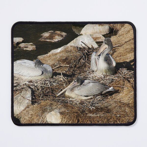 Item preview, California Pelicans Resting designed and sold by heatherfriedman.
