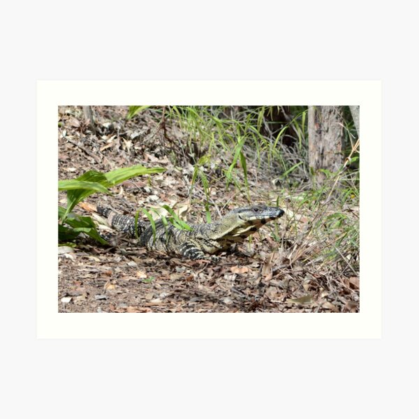 Goanna Art Print
