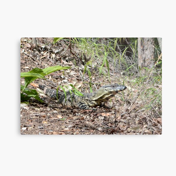 Item preview, Goanna designed and sold by Kerry LeBoutillier.