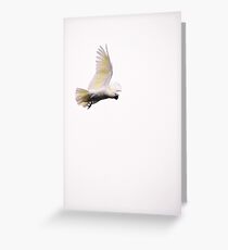 Crested Cockie midflight Greeting Card