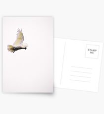 Crested Cockie midflight Postcards