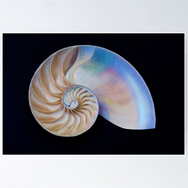 Item preview, Inside The Nautilus designed and sold by JoeGeraci.