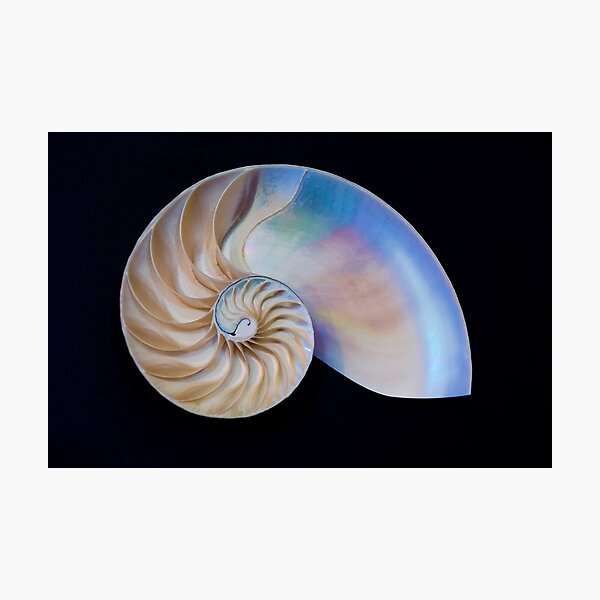 Artikelvorschau, Innerhalb des Nautilus entworfen und verkauft von JoeGeraci.