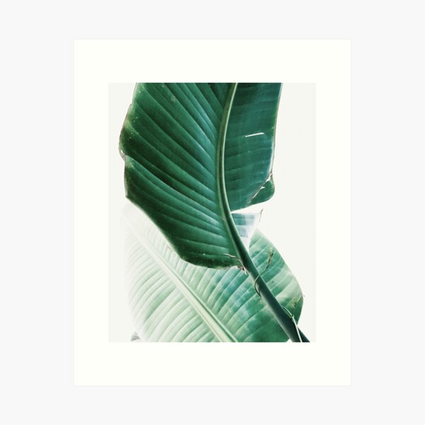Item preview, Banana leaves,Tropical leaves, Green leaves, Leaf, Modern art, Wall art, Print, Minimalistic, Modern, Scandinavian print designed and sold by juliaemelian.