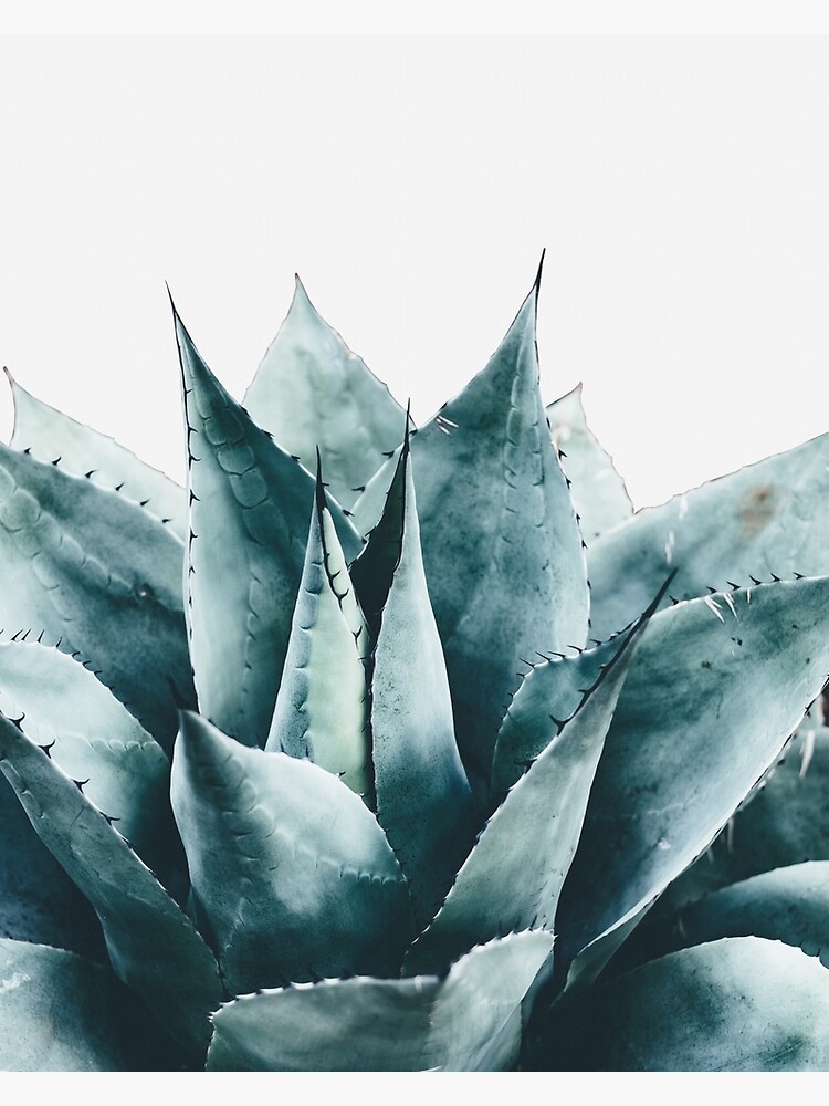 Plant print, Cactus print, Succulent, Scandinavian print, Trendy print, Styled, Pillow, Modern art, Wall art, Print, Minimalistic, Modern by juliaemelian