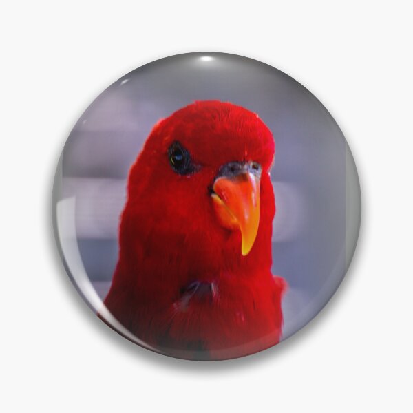 Item preview, Red lory designed and sold by indiafrankk.