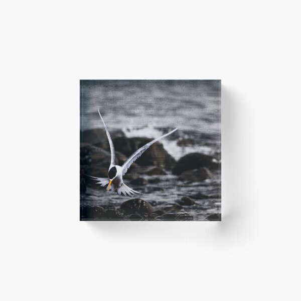 Item preview, Crested Tern Bird Art No 2 designed and sold by SEADOGPRINTS.