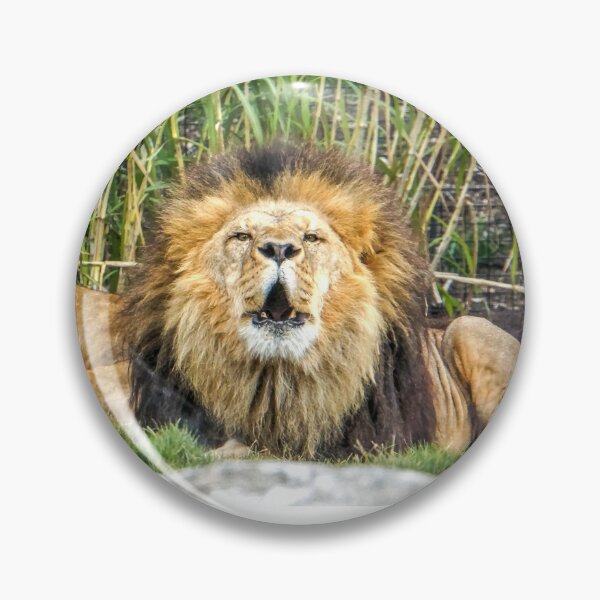 Item preview, Leones rugientes designed and sold by Steven Jodoin.