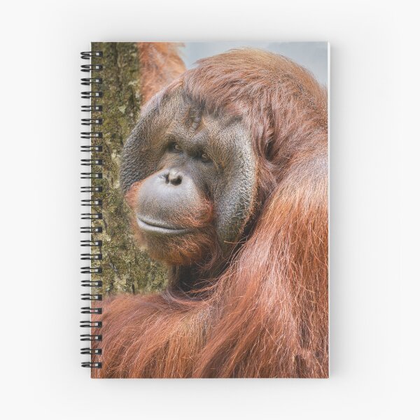 Item preview, Flanged male orangutan designed and sold by rawshutterbug.