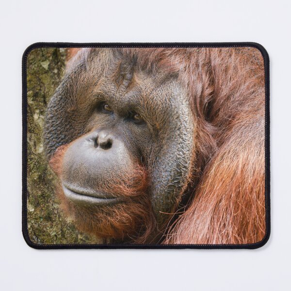 Item preview, Flanged male orangutan designed and sold by rawshutterbug.