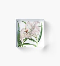 FF - Tiger Lily - Curtis's botanical magazine Acrylic Block