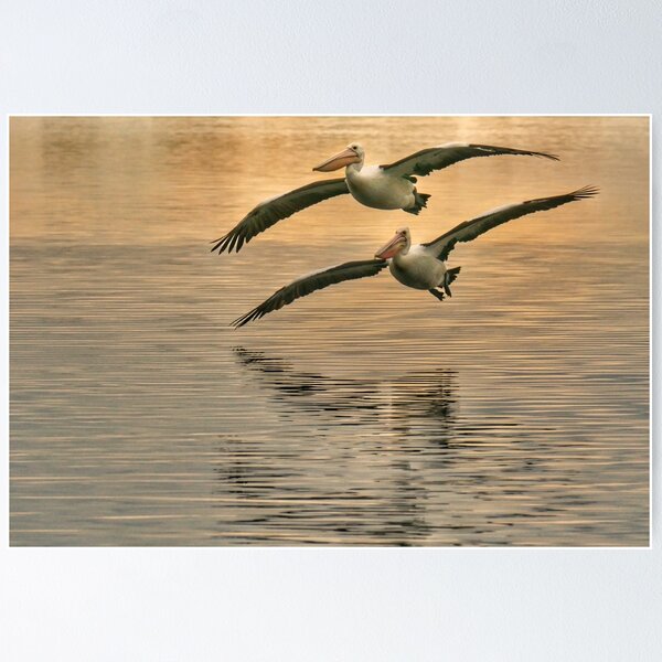 Item preview, Pelicans in Flight Marlo Vic. designed and sold by helmutk.