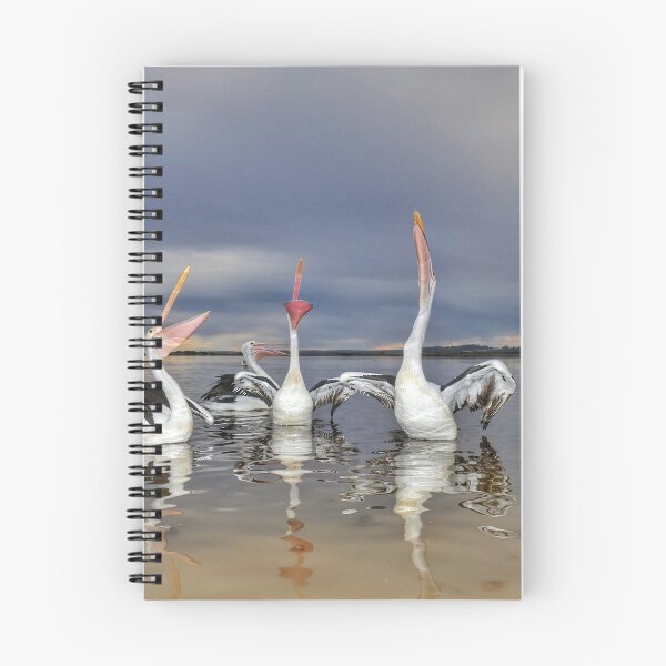 Item preview, The Singing Pelicans of Marlo Vic.  designed and sold by helmutk.