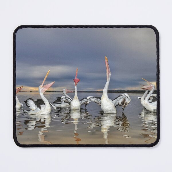 Item preview, The Singing Pelicans of Marlo Vic.  designed and sold by helmutk.