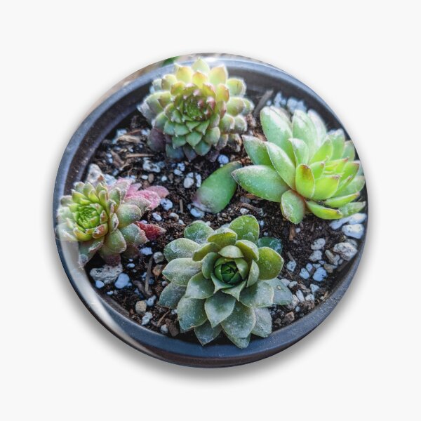 Item preview, Propagated Chick Succulents  designed and sold by arfff.