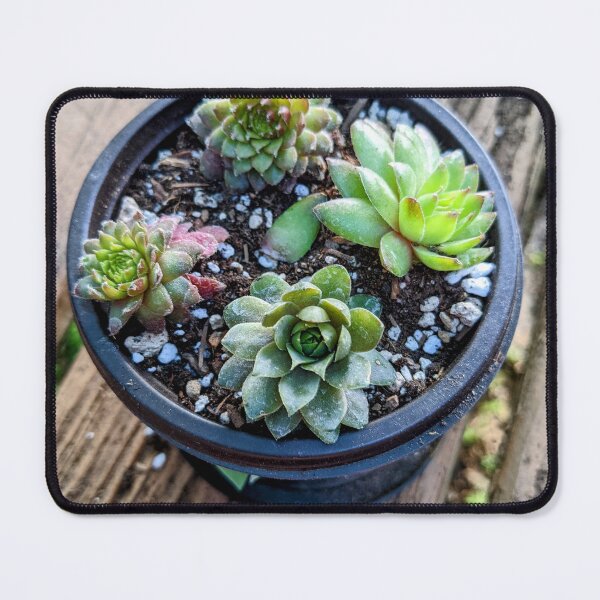 Item preview, Propagated Chick Succulents  designed and sold by arfff.