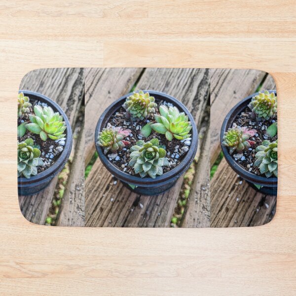 Item preview, Propagated Chick Succulents  designed and sold by arfff.