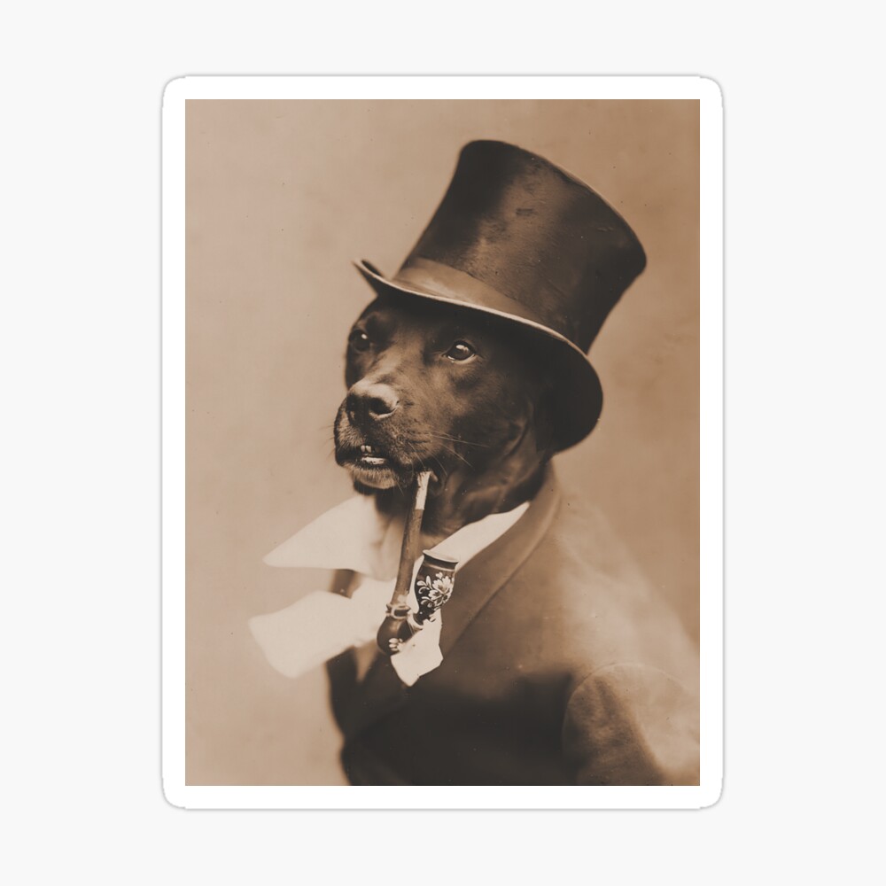 Dog in hot sale top hat