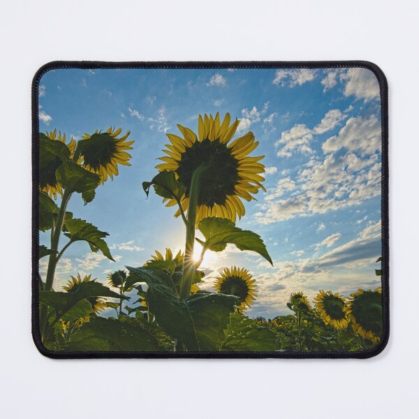 Item preview, Morning Sunflowers designed and sold by Brad Chambers.