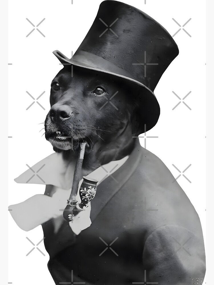 Dog in outlet top hat