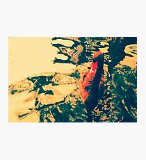 Swimming Black Swan Beauty Photographic Print