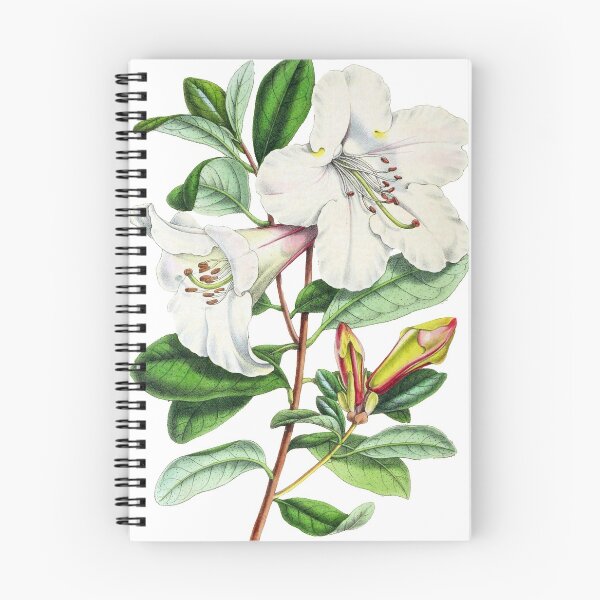 Item preview, FF - Annales de la Société royale d'agriculture et de botanique de Gand 1845/9 - Rhododendron designed and sold by imageresource.