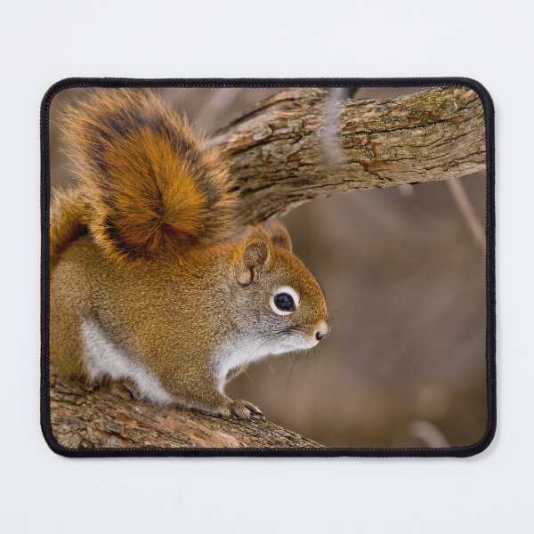 Item preview, Red Squirrel designed and sold by Michael Cummings.