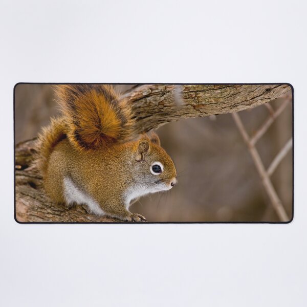 Item preview, Red Squirrel designed and sold by Michael Cummings.