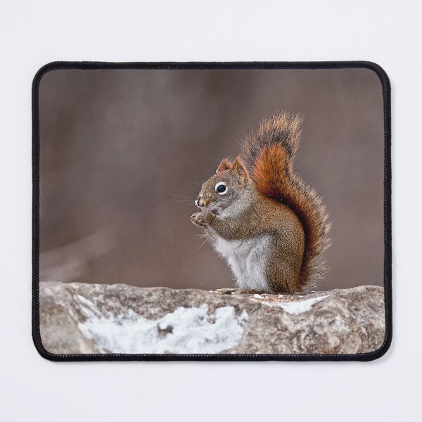 Item preview, Red Squirrel designed and sold by Michael Cummings.