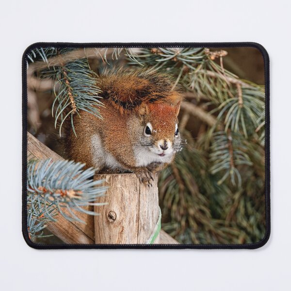 Item preview, Red Squirrel designed and sold by Michael Cummings.