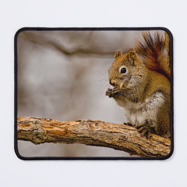 Item preview, Red Squirrel designed and sold by Michael Cummings.