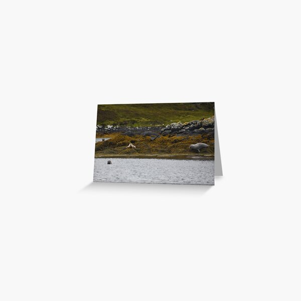 Seals at the Isle of Lewis Greeting Card
