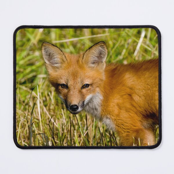 Item preview, Young Fox Kit designed and sold by Michael Cummings.